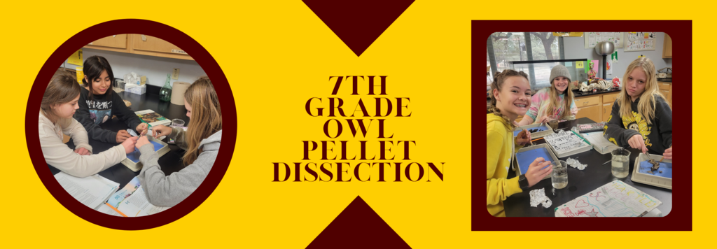 7th Grade owl pellet dissection